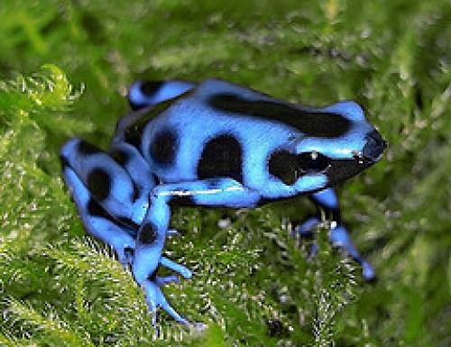 green and black poison dart frogs